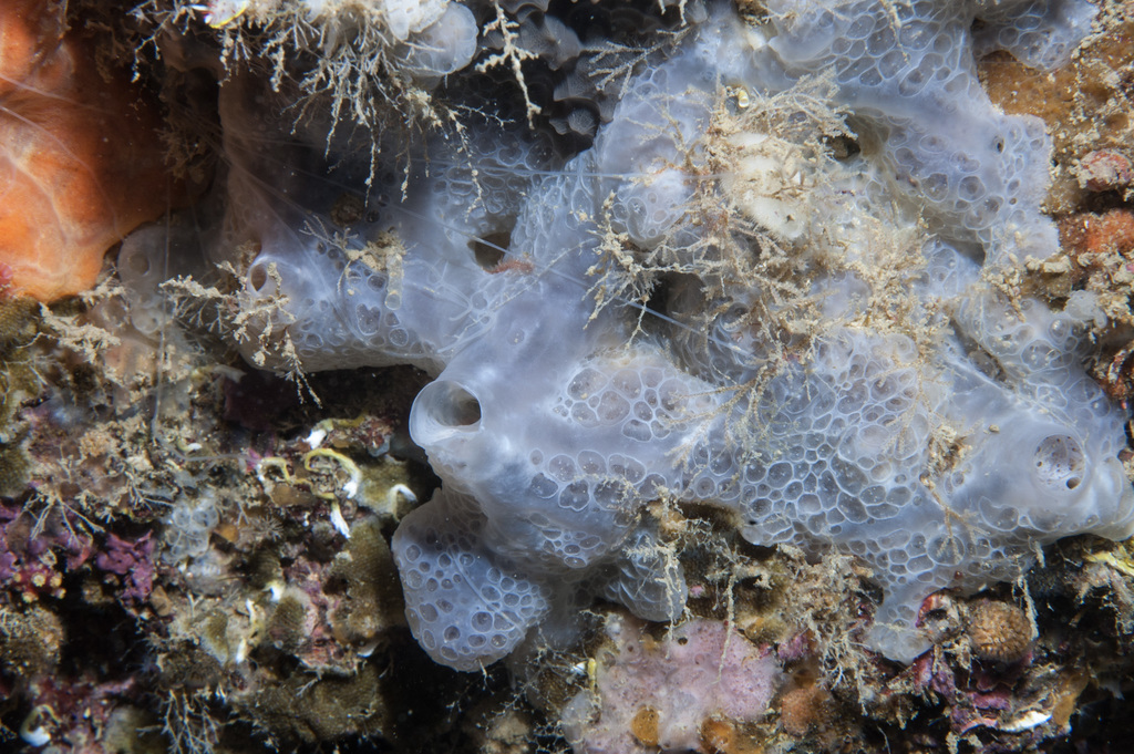 bluish encrusting sponge