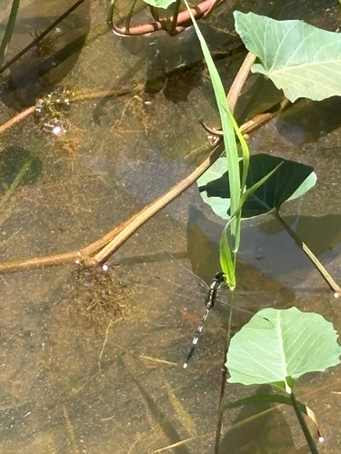 Slender Skimmer