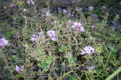 Thymus pallasianus