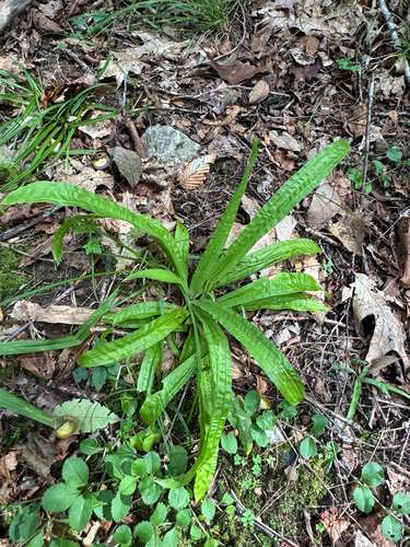 Carex plantaginea, photograph 6