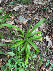 Carex plantaginea, photograph author not stated, no rights reserved
