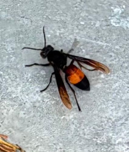 Lesser Banded Hornet