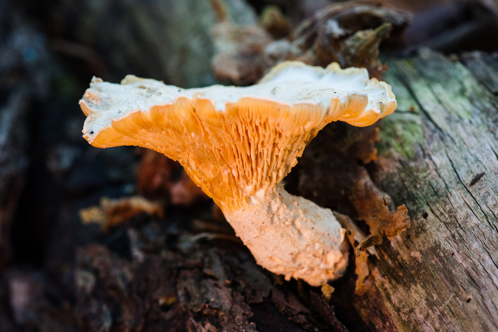 Lynx Paw Oyster · September 2026 · photo: Photo: (c) Alex, some rights reserved (CC BY) · iNaturalist