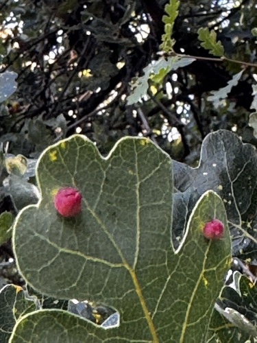Red Cone Gall Wasp seen in Sonoma Valley