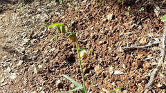 Fritillaria micrantha