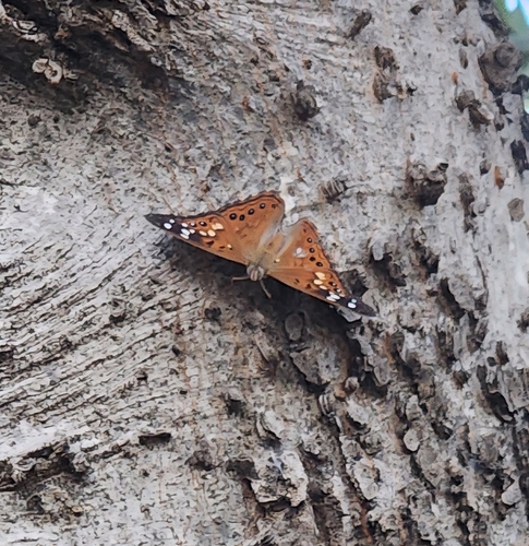 Hackberry Emperor