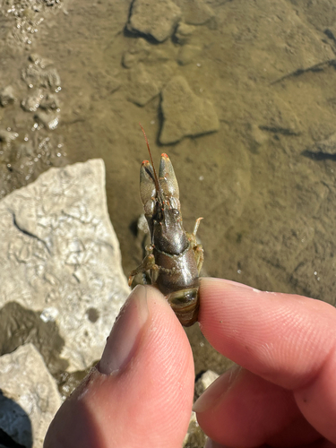 Golden Crayfish
