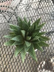 × Gasteraloe