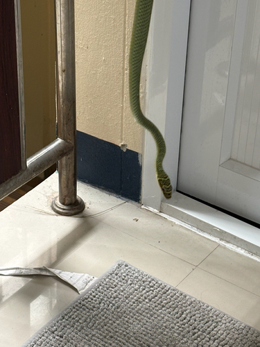 Golden Tree Snake