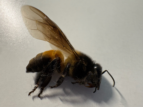 Giant Honey Bee