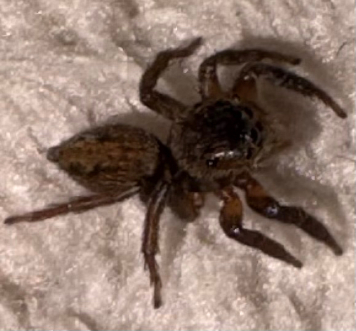 Adanson's House Jumper