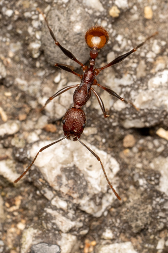 Notched Collared Ant
