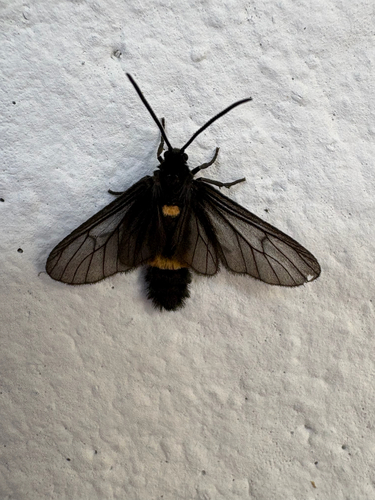 Psichotoe duvaucelii