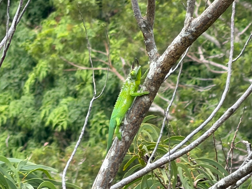 Trioceros jacksonii observed 2026-09-05