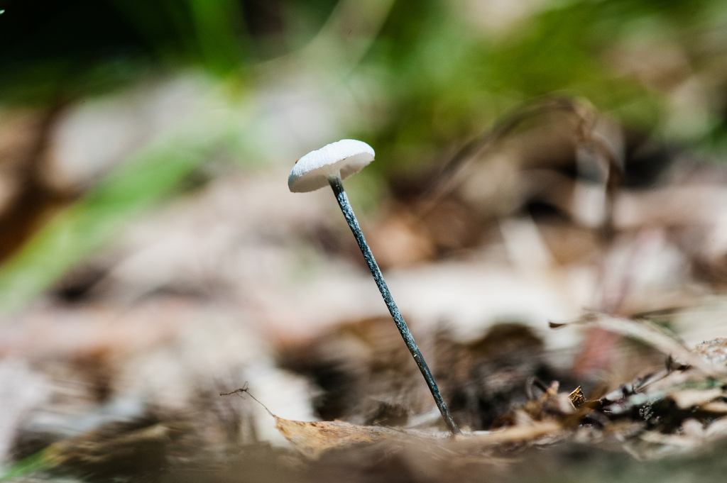 Black-stalked Marasmius · September 2026 · photo: Photo: (c) Alex, some rights reserved (CC BY) · iNaturalist