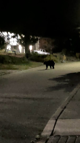 Black Bear sighting near Baker Dr