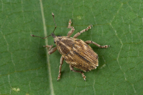 Trichosirocalus Barnevillei · Inaturalist