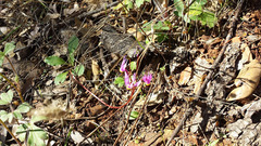 Dodecatheon