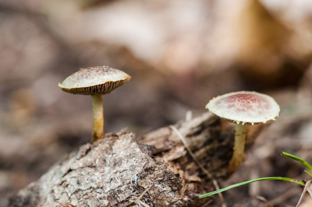 Pholiota polychroa · September 2026 · photo: Photo: (c) Alex, some rights reserved (CC BY) · iNaturalist