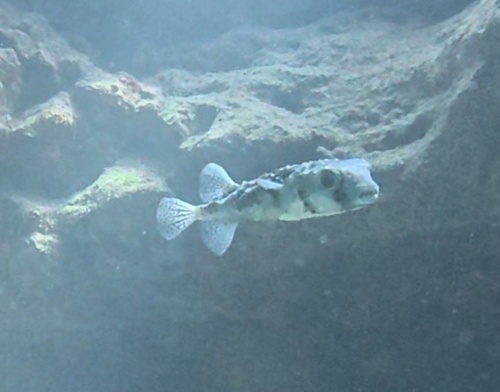 Chilomycterus, 2026-09-05