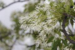 Fraxinus cuspidata