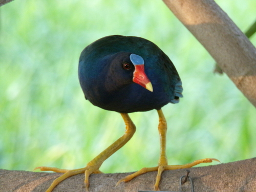 iNaturalist image