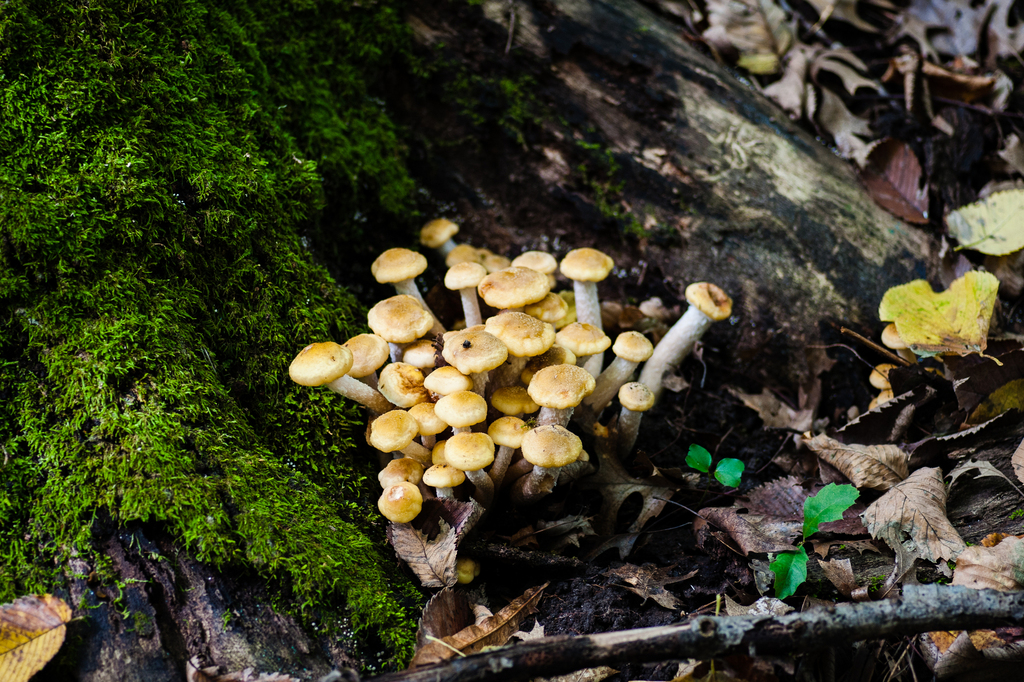 Honey Mushroom · September 2026 · photo: Photo: (c) Alex, some rights reserved (CC BY) · iNaturalist