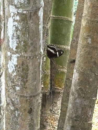 Great Eggfly