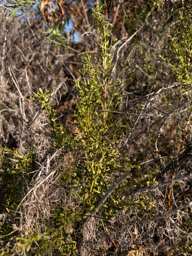 iNaturalist observation photo of coyote brush