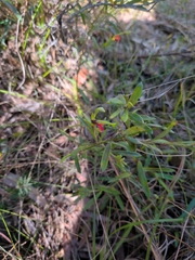 Grevillea montana