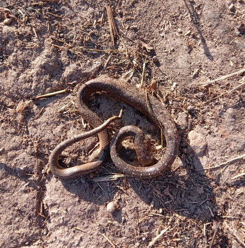 Indo-Chinese Rat Snake