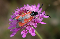 Zygaena erythrus
