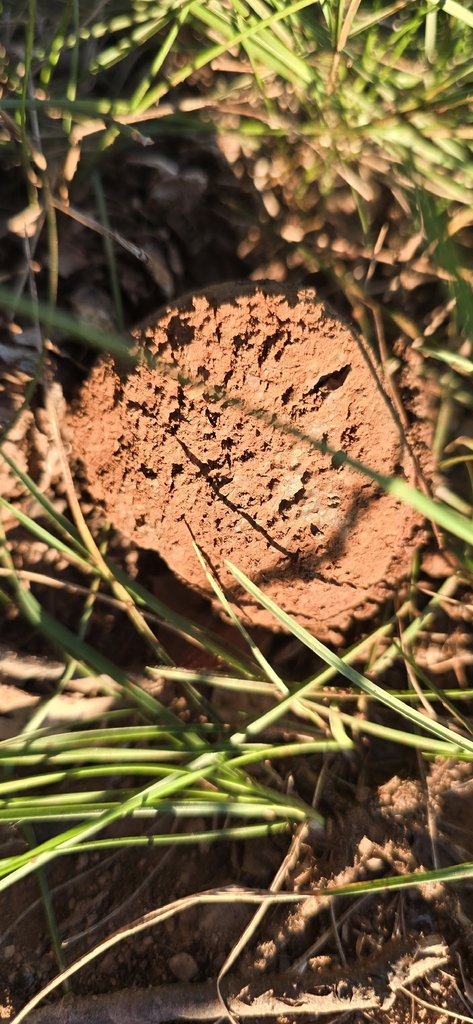 Purple-spored Puffball · September 2026 · photo: Photo: (c) Jason E. Farabaugh, some rights reserved (CC BY) · iNaturalist