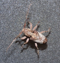 Pterolophia annulata