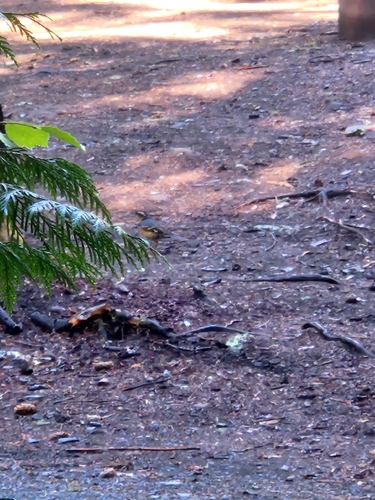 Varied Thrush