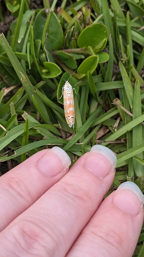 Ornate Bella Moth