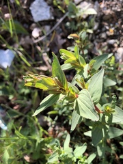 Hypericum maculatum