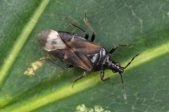 Anthocoris confusus
