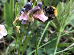 Bombus pascuorum