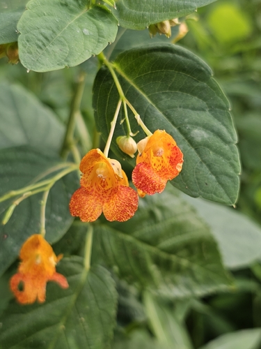 common jewelweed