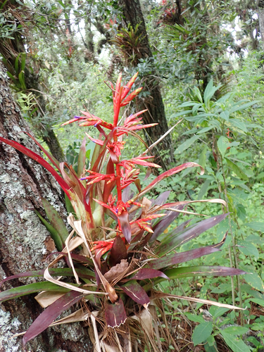 Tillandsia guatemalensis, photograph 6