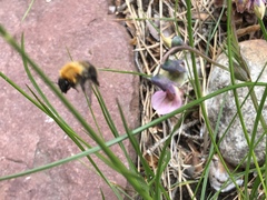 Bombus pascuorum