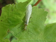 Perlodidae