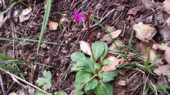 Dodecatheon