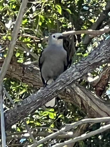 Clark's Nutcracker