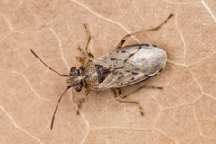 Nysius ericae