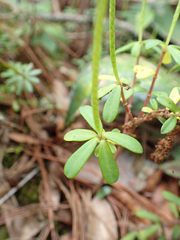 Peperomia leptophylla