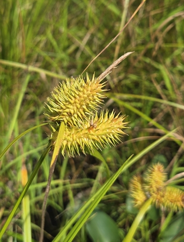 Carex lurida, photograph 2