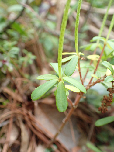Peperomia leptophylla, photograph 2