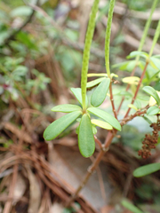 Peperomia leptophylla, photograph (c) birdzilla, some rights reserved (CC BY)